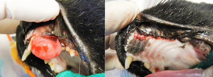 Tumeur de la cavité buccale chez un chat et résultat post-opératoire de la chirurgie de retrait de la tumeur par maxilectomie partielle